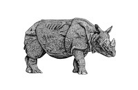 Durer's Rhino.  (Gallery 26)