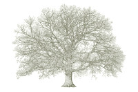 Tree.  (Gallery 23)